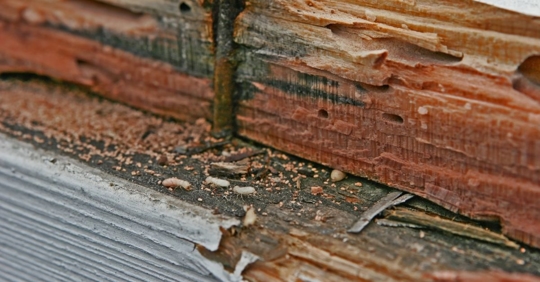 termite damage
