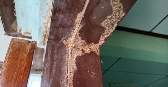 termite damage
