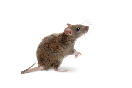 Mouse on white background