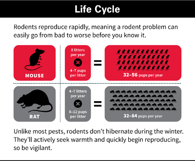 Rodent life cycle graphic