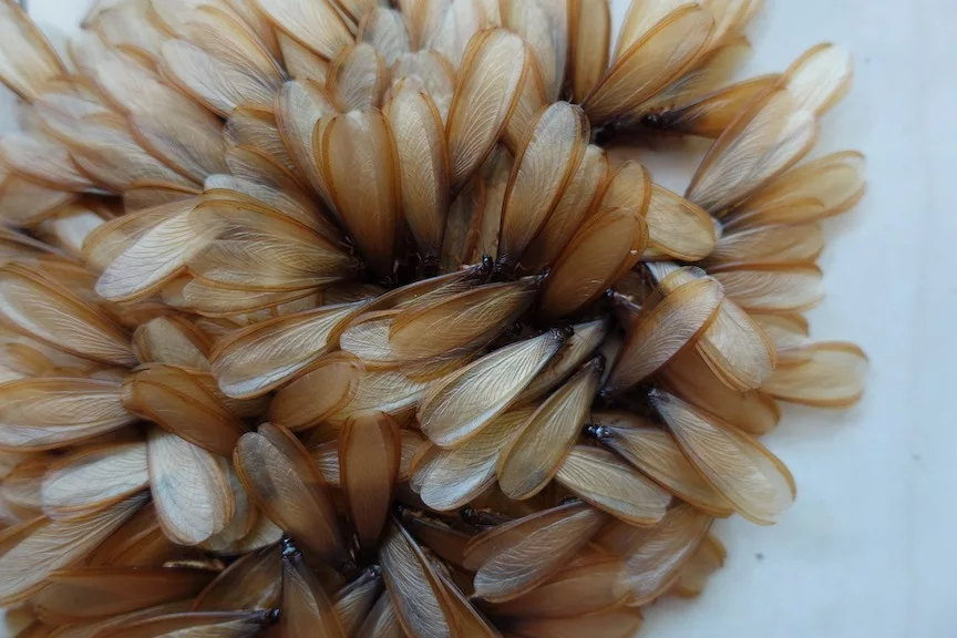 Termite Swarmers with Large Wings