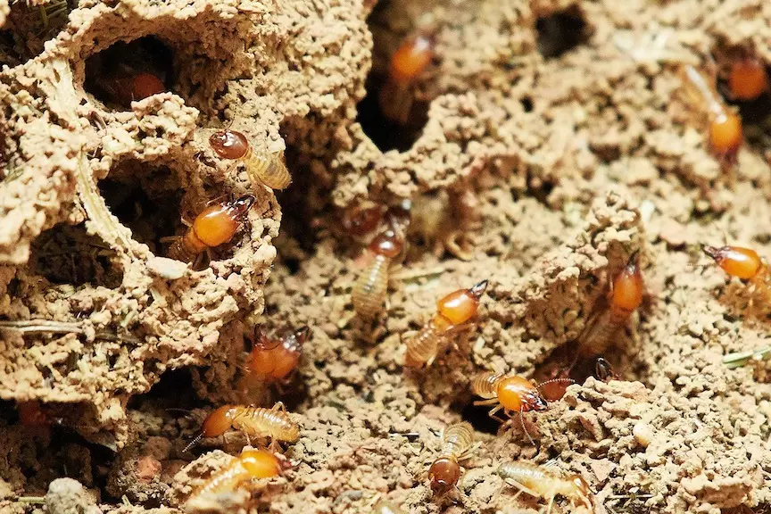 Termites crawling through tunnels