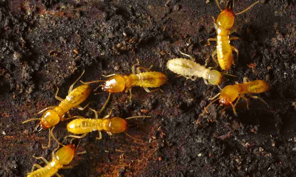 12 Signs of Termites in Your Southwest Florida Home