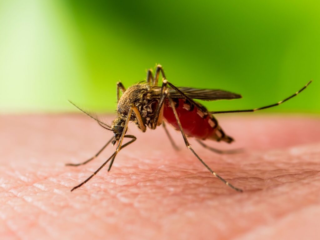 Mosquito Habitat Guide for Southwest Florida Homes