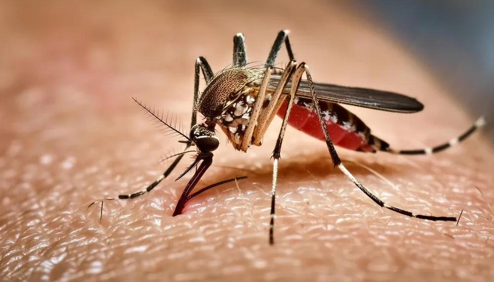 7 Ways to Stop Mosquitoes on Your SW Florida Property