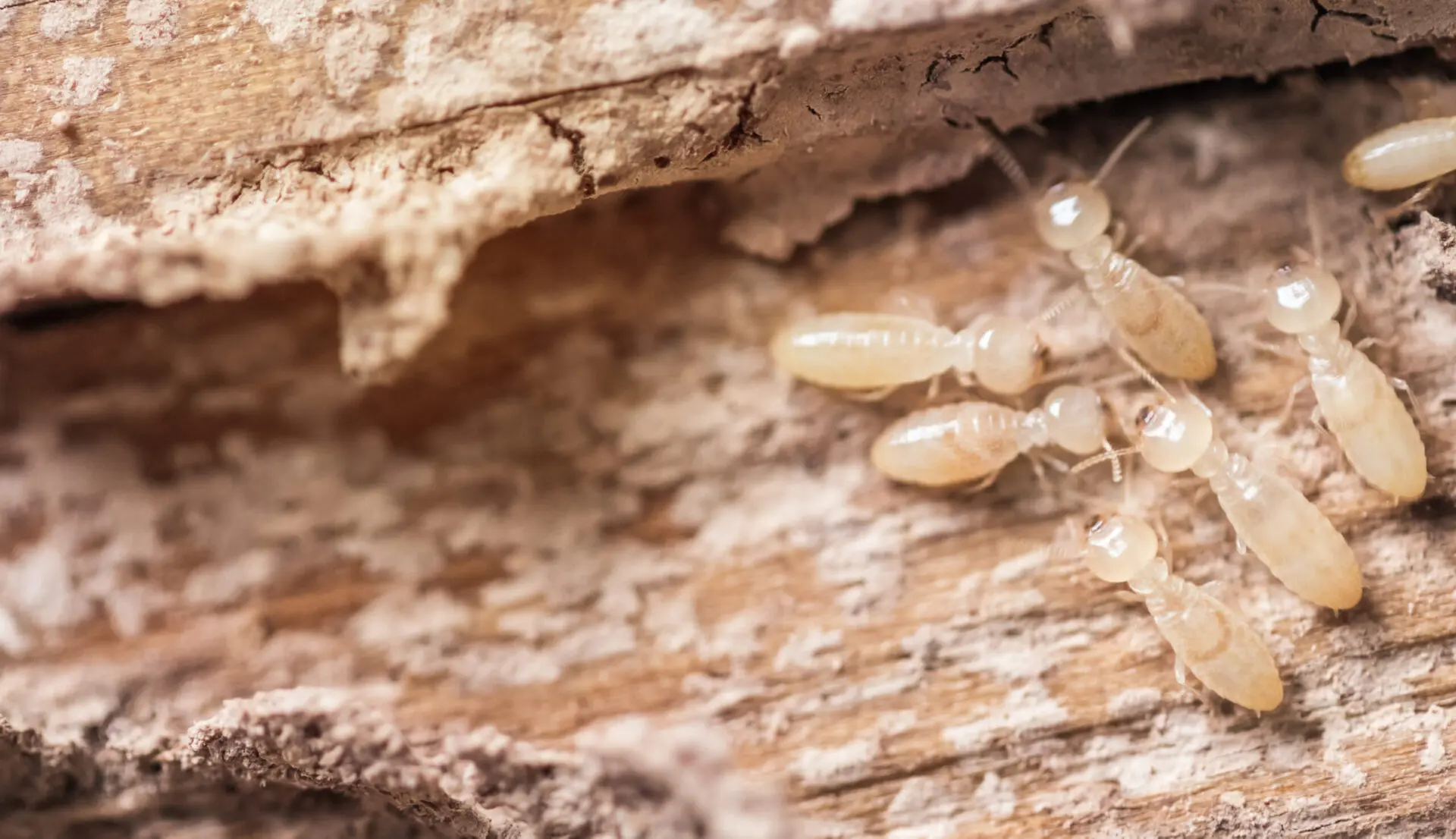 Termite Treatment SW Florida Paske Pest Control