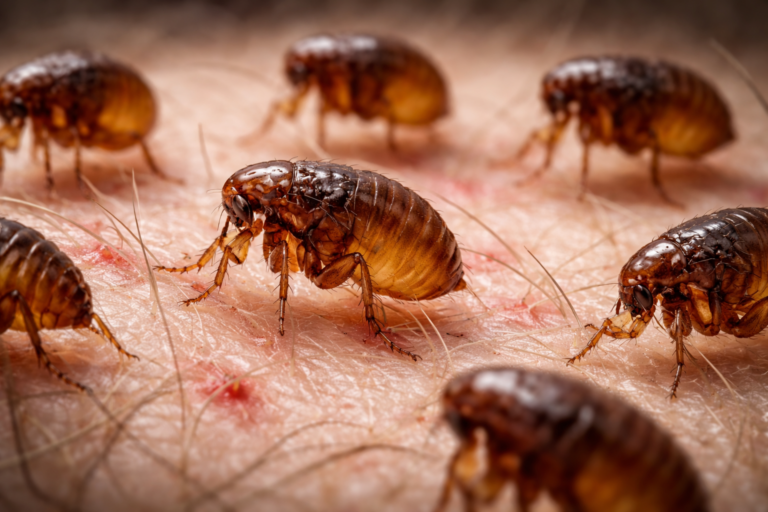 Flea Control Southwest Florida | Fast Removal