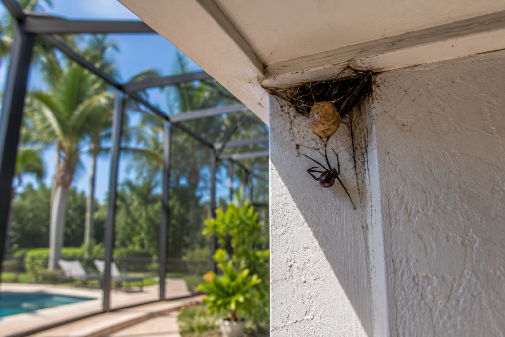 Cape Coral Spider Control- What to Expect and Hire
